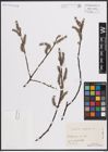 Foto von Salix caprea L.